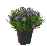  ASTER D’AUTOMNE code EAN 3601689665220 