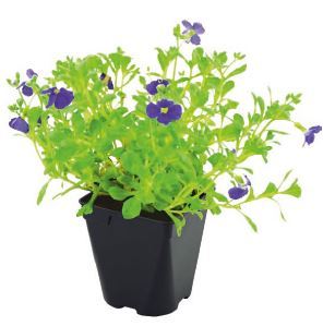 AUBRIÈTE 3601689666265 (3601689666265)