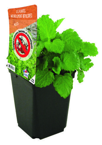  MÉLISSE code EAN 3601689689387 