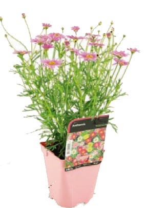  ANTHEMIS code EAN 3601689702178 