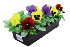  PENSÉES code EAN 3601689716588 