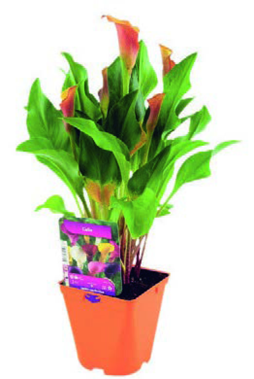  ARUM code EAN 3601689722596 