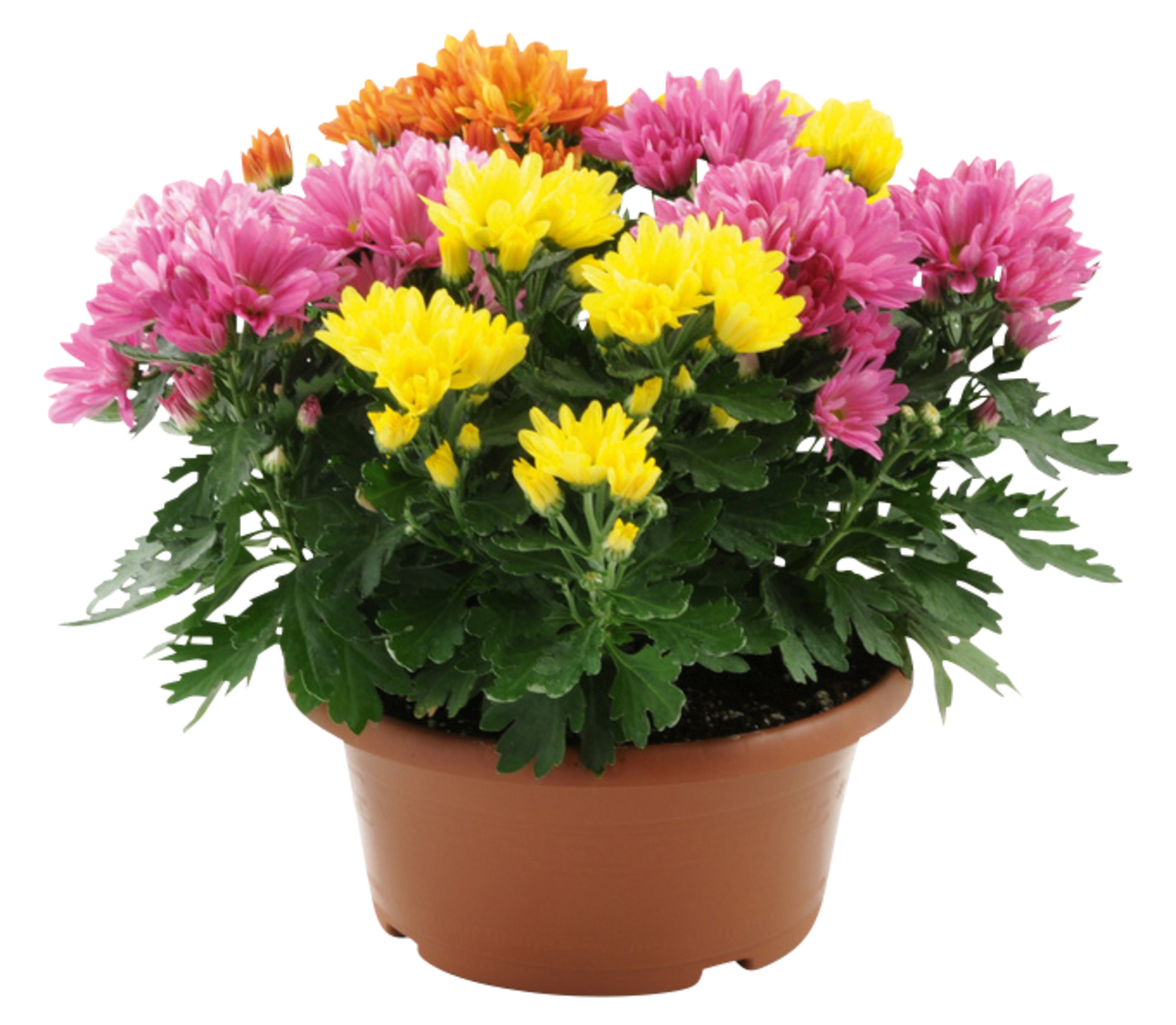 Marguerite d'automne tricolor 3601689725535 
