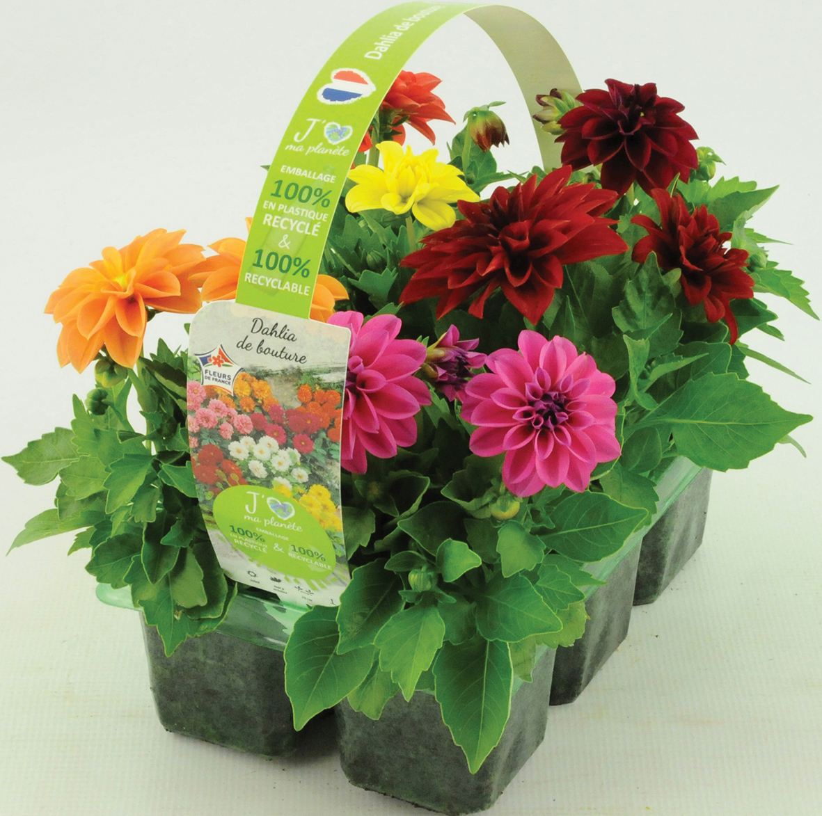  PLANTE DE BOUTURE code EAN 3601689732618 