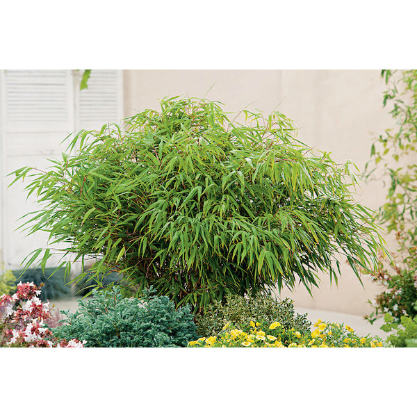  Bambou fargésia
 code EAN 3602870167165 