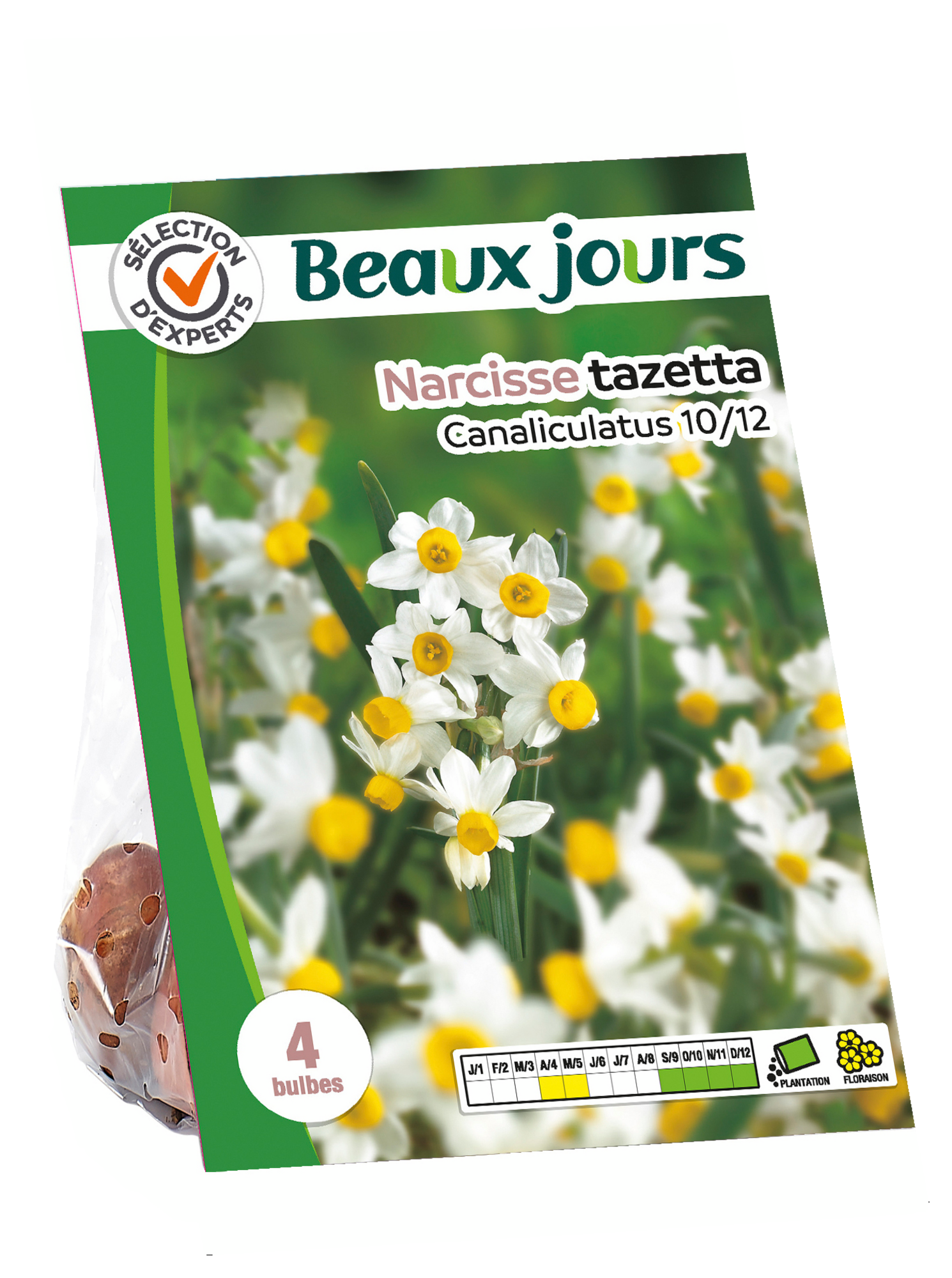 Narcisse Canaliculatus 3603313235083 Narcisse Canaliculatus 3603313235083