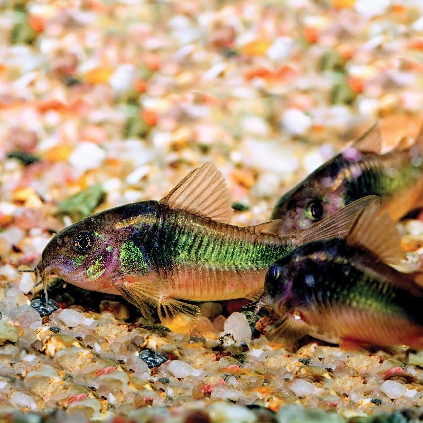 CORYDORAS AENEUS/ CORYDORAS AENEUS(1) 3614700936193 (3614700936193)