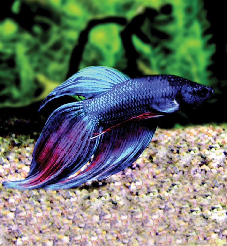 BETTA SPLENDENS/ BETTA MÂLE(1) 3614700936216 (3614700936216)