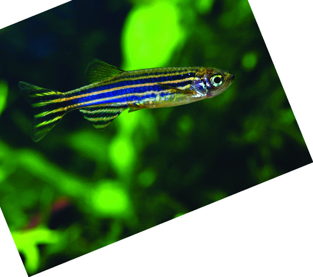 DANIO(1) BRACHYDANIO RERIO 3614700936254 (3614700936254)