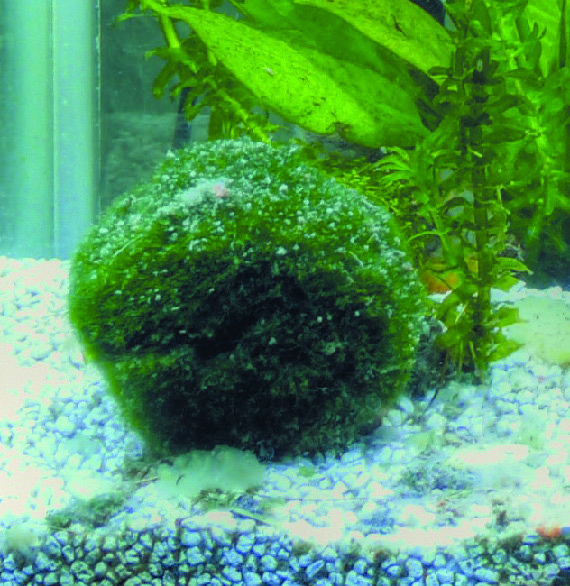 CHLADOPHORA BOULE(1) 3614700936278 (3614700936278)