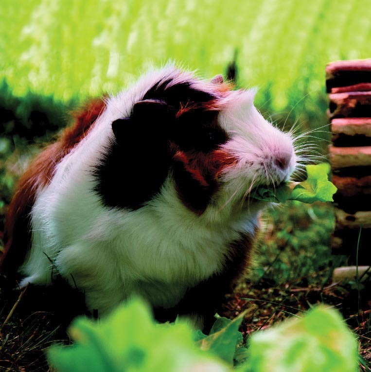 CAVIA PORCELLUS/ COCHON D’INDE ROSETTE(1) 3614700936346 (3614700936346)