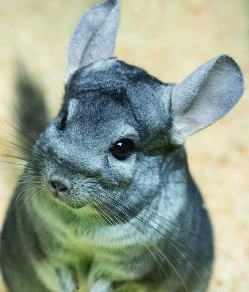  CHINCHILLA GRIS(2) LANIGERA code EAN 3614700936353 