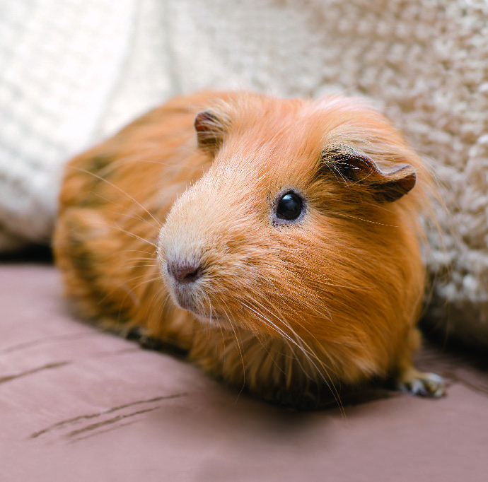CAVIA PORCELLUS 3614701520711 (3614701520711)