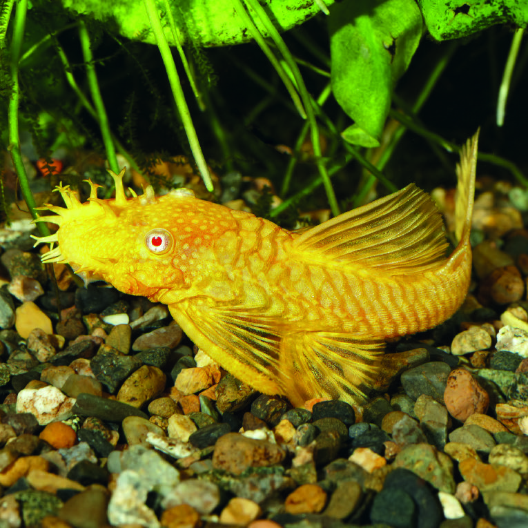 ANCISTRUS GOLD PETIT MODÈLE(1) 3614701699356 (3614701699356)