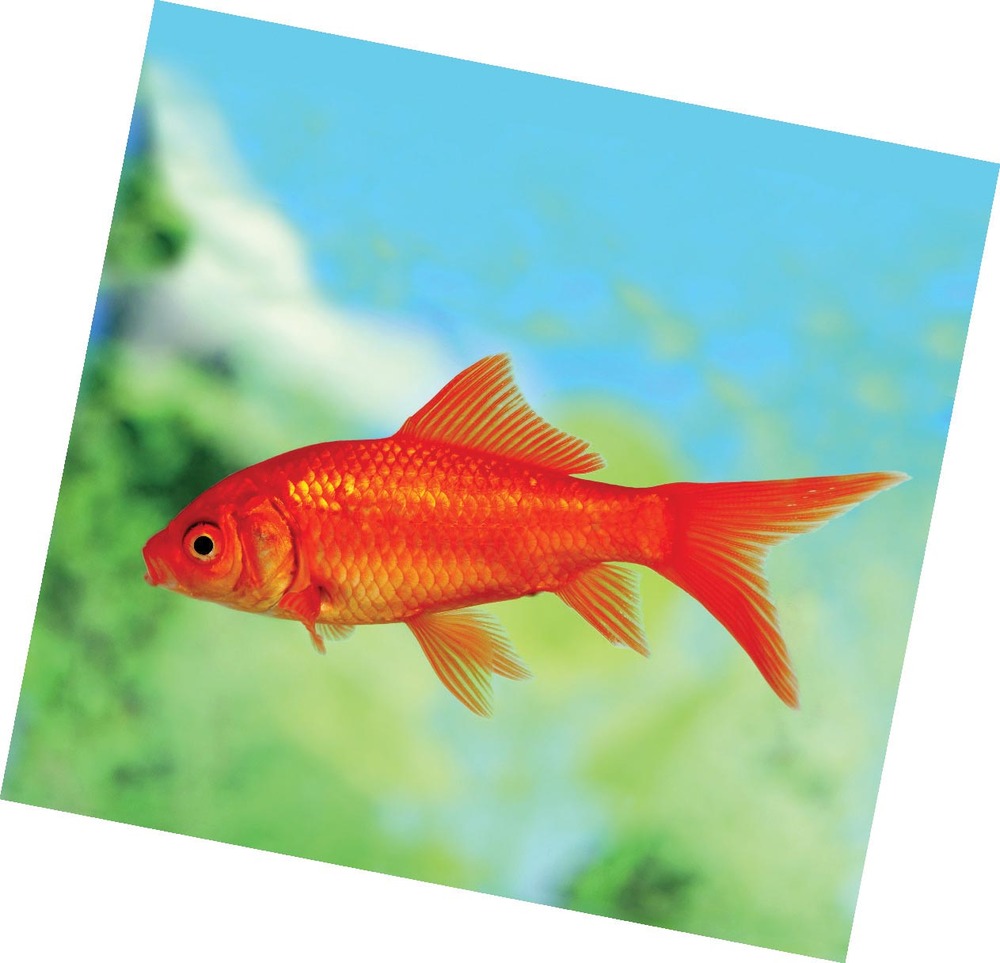 CARASSIUS AURATUS/ POISSON ROUGE(1) 3614701969244 (3614701969244)