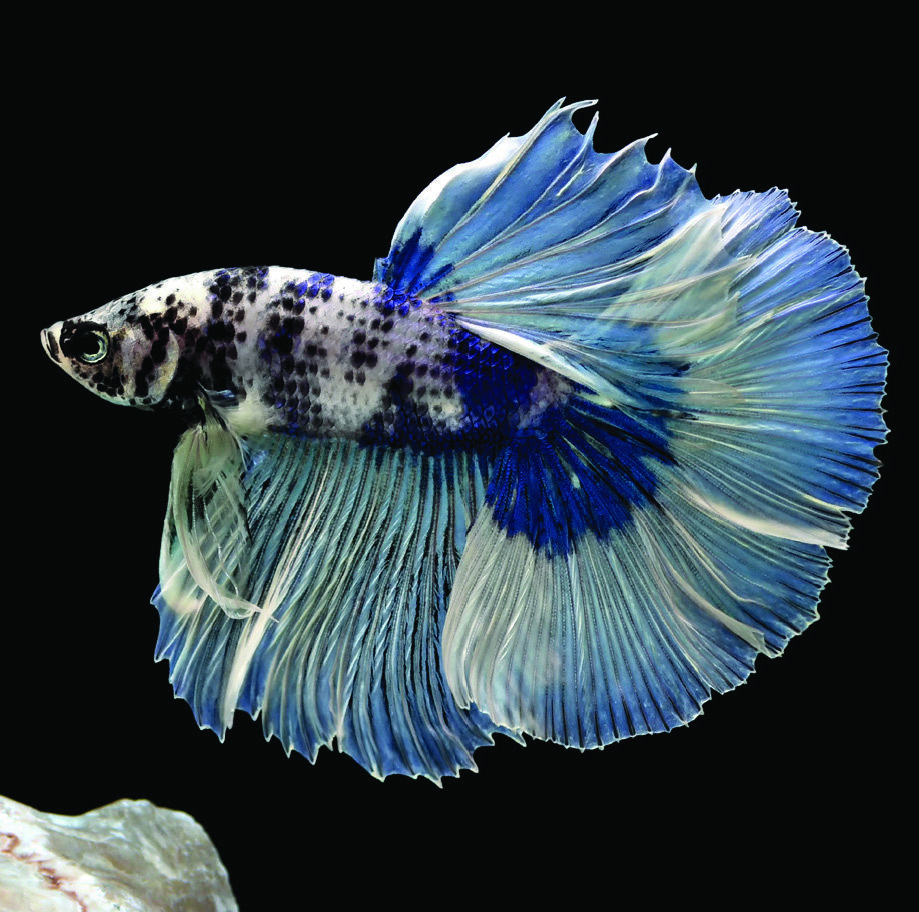  COMBATTANT HALFMOON(1) BETTA SPLENDENS code EAN 3614703168430 