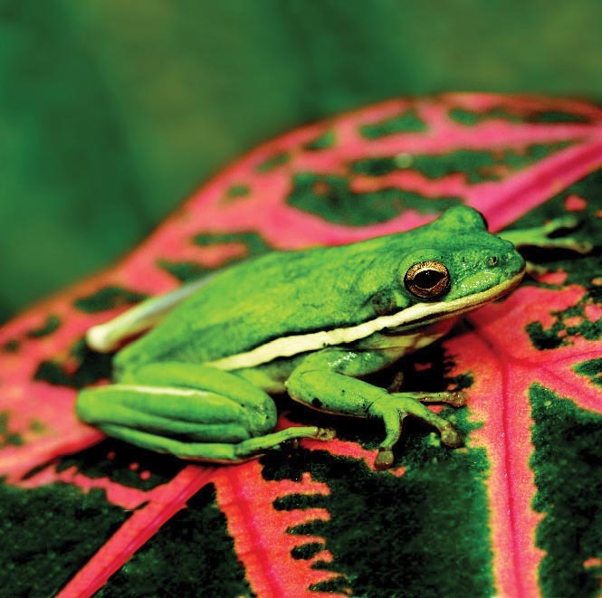  HYLA CINEREA/ GRENOUILLE(1) code EAN 3614703173069 