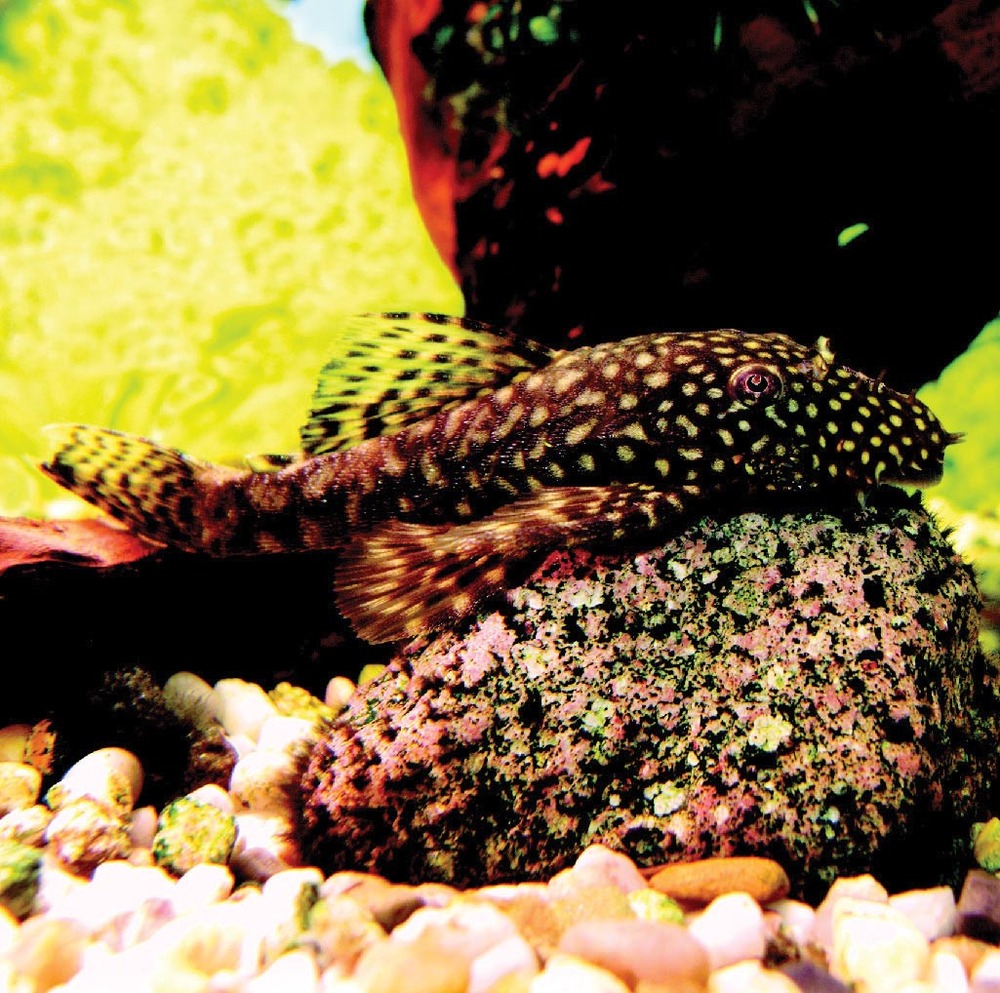 ANCISTRUS DOLICHOPTERUS/ ANCISTRUS NOIR(1) 3614703173489 (3614703173489)