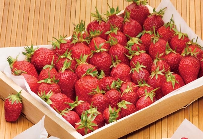 FRAISE RONDE 3614703482024 (3614703482024)
