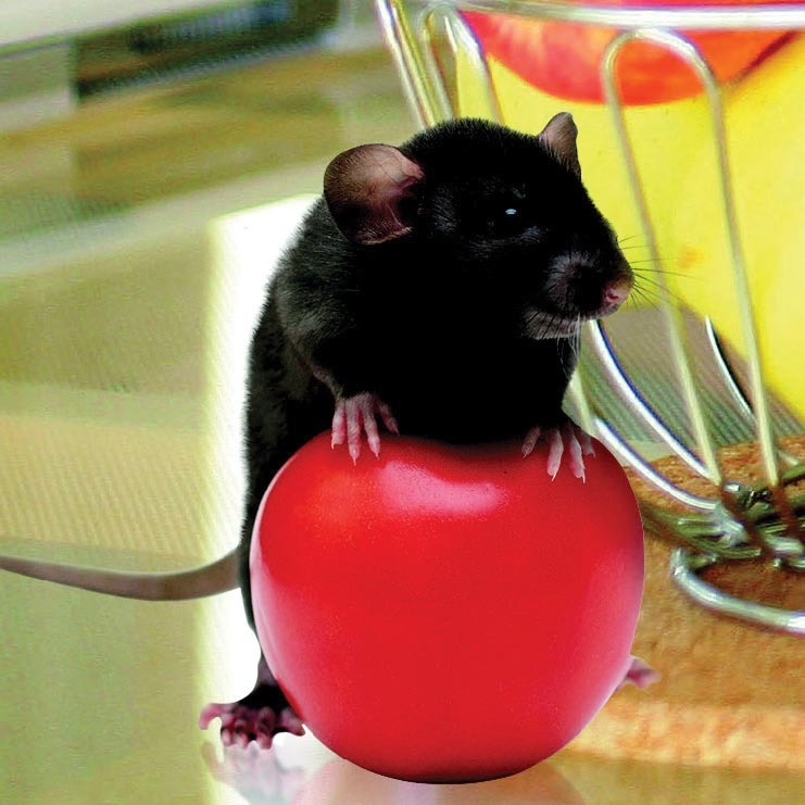  RATTUS/ RAT (1) code EAN 3614704370856 