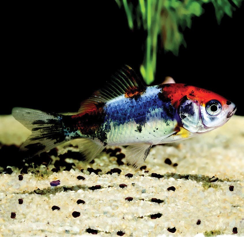 CARASSIUS AURATUS/ SHUBUNKIN(1) 3614704370863 (3614704370863)
