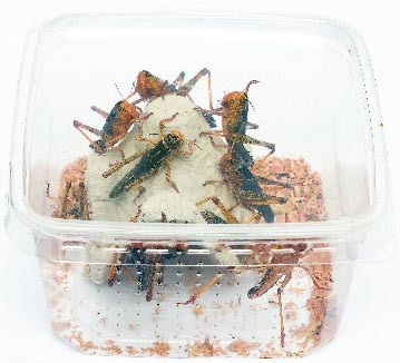  LOT DE 3 BARQUETTES DE CRIQUETS code EAN 3614704370948 