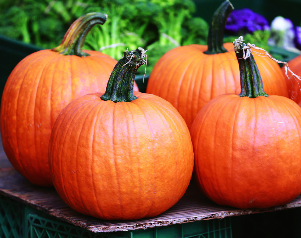 COURGE JACK O’LANTERN 3614704768127 (3614704768127)
