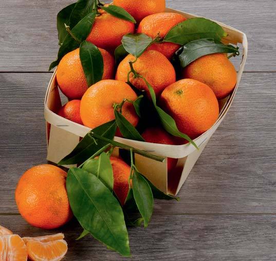  CLÉMENTINE À FEUILLE code EAN 3614704800766 