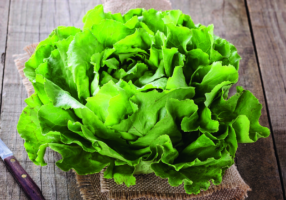 LAITUE ET BATAVIA VERTE 3614705542009 