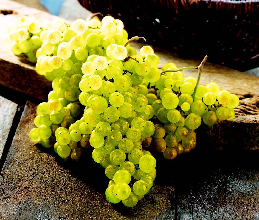  RAISIN code EAN 3614705794002 