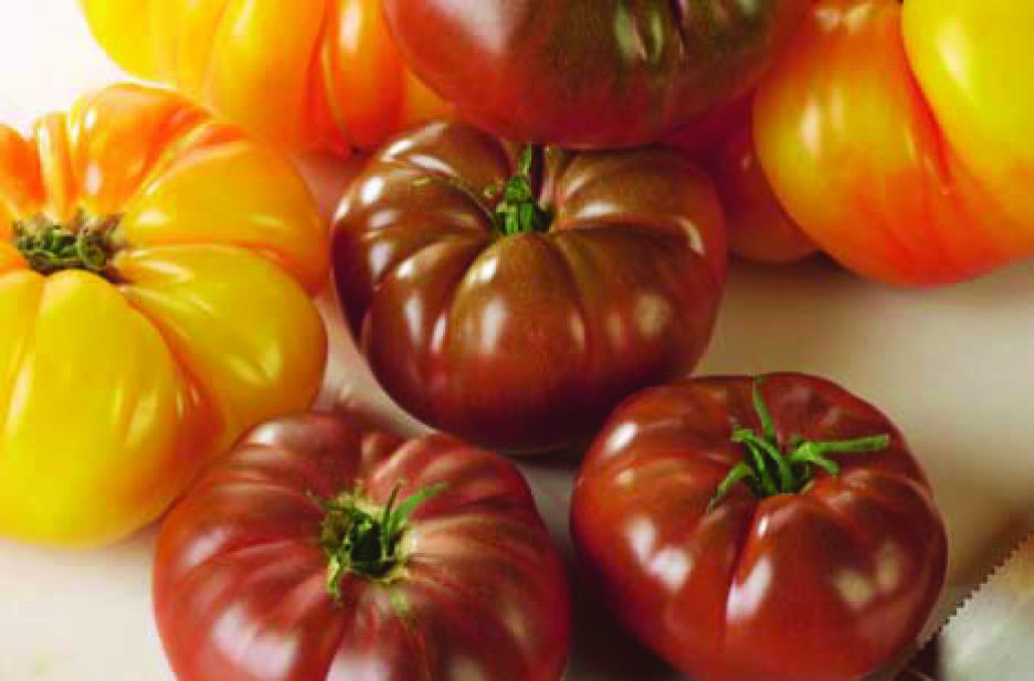 TOMATE ANCIENNE 3614706659645 