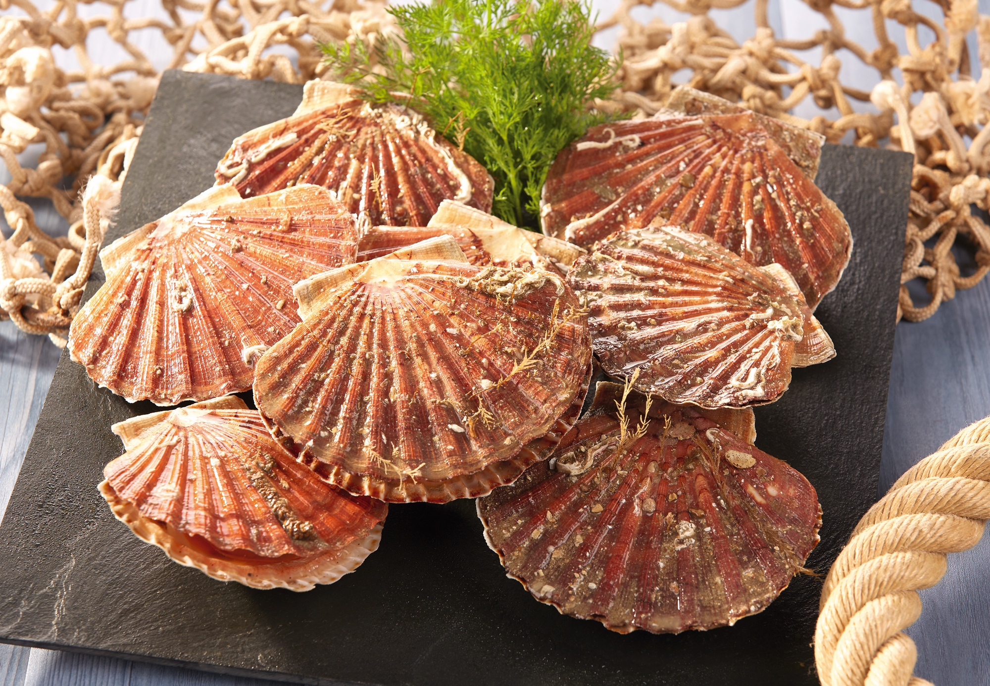 COQUILLE SAINT-JACQUES CORAILLEE
 code EAN 3614707078117 