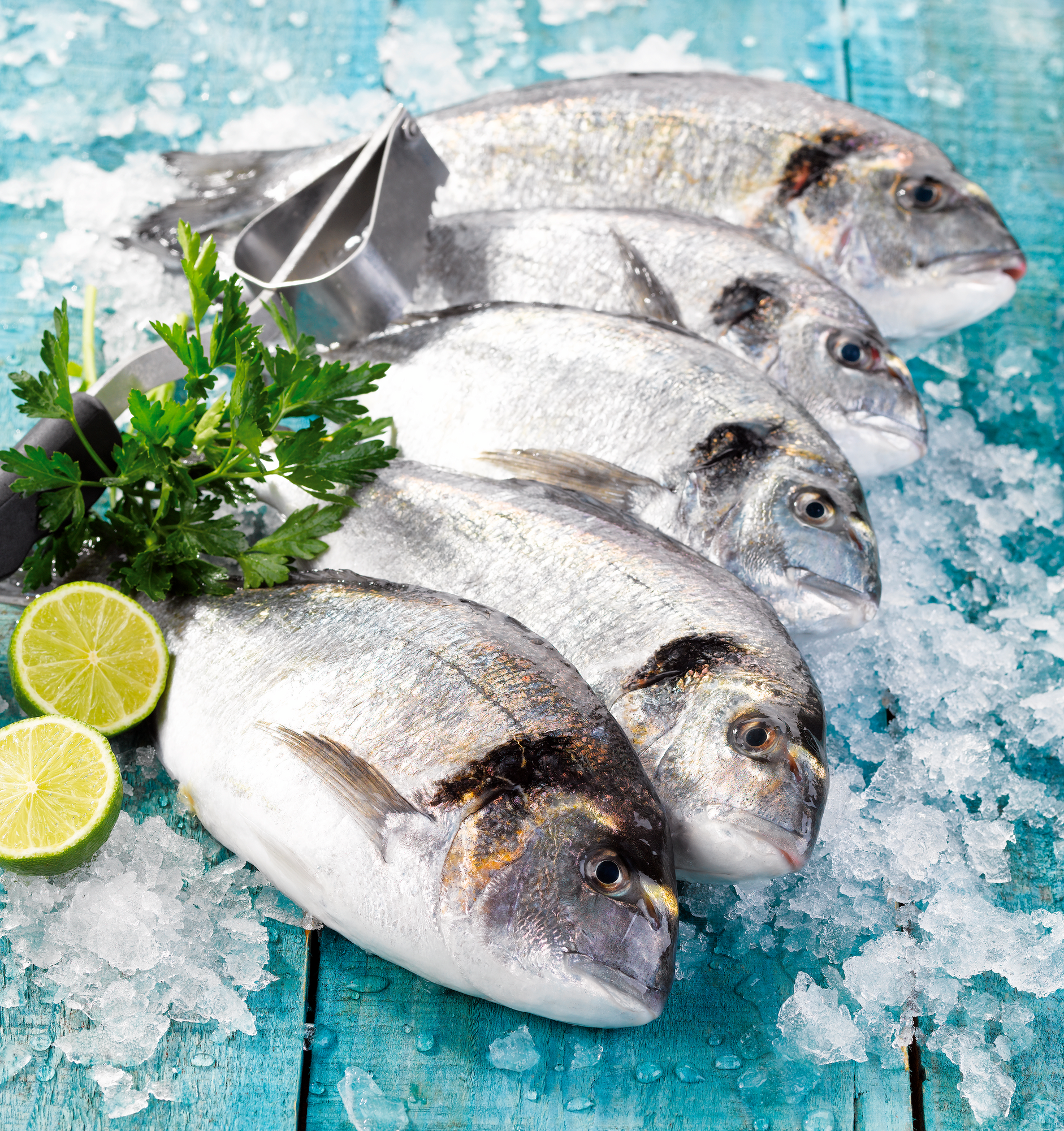 FPG Dorade royale  code EAN 3614707079282 