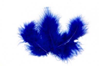 20 Plumes de décoration bleu roi
