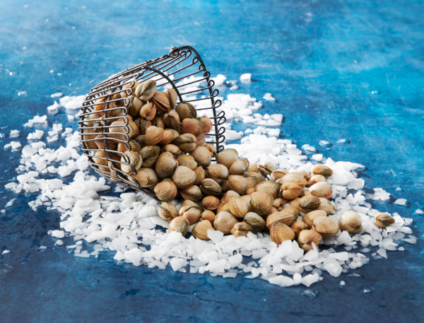 SANS MARQUE Coques code EAN 3661737000281 