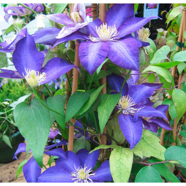  CLÉMATITE POT 2 LITRES  code EAN 3666737001276 