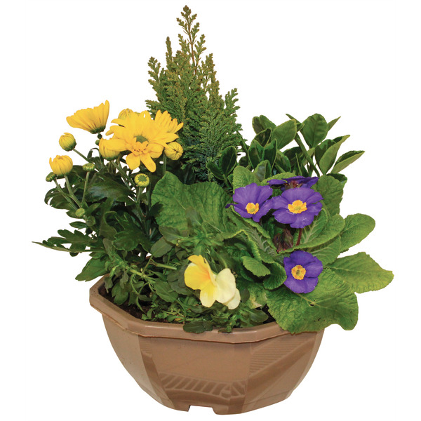  COMPOSITION 5 PLANTES EN COUPE COULEUR 23 CM   code EAN 3666737001542 
