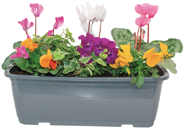  COMPOSITION 7 PLANTES EN JARDINIÈRE COULEUR 40 CM  code EAN 3666737001566 