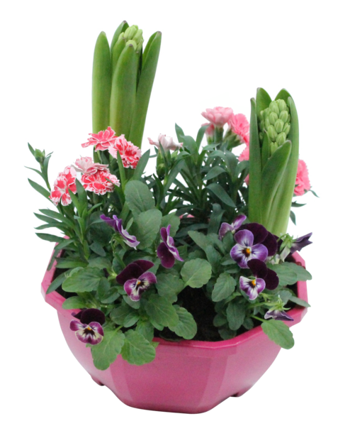  COMPOSITION 5 PLANTES COUPE 23 CM  code EAN 3666737001610 