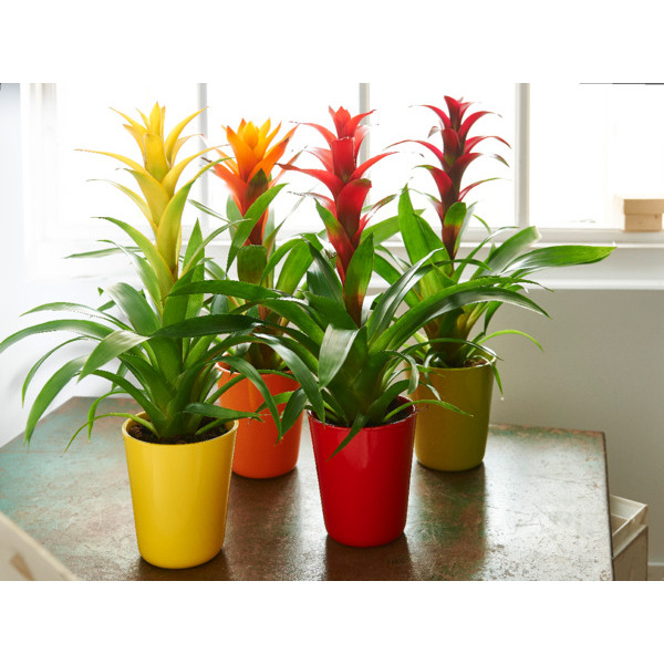 GUZMANIA POT 12 CM   3666737002471 