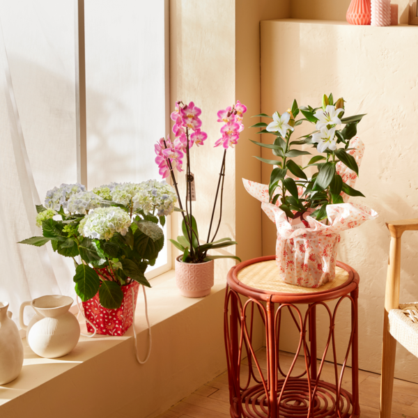  PLANTE FLEURIE PRÊT A OFFRIR code EAN 3666737002655 