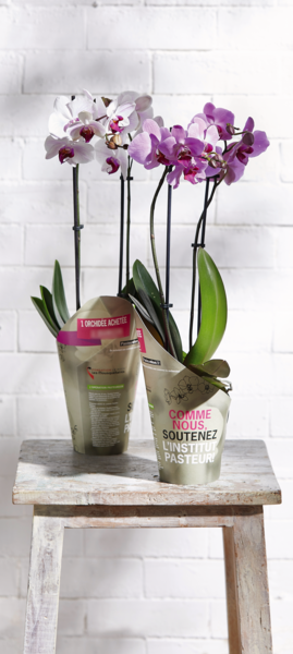  PHALAÉNOPSIS 2 TIGES POT 12 CM  code EAN 3666737004109 