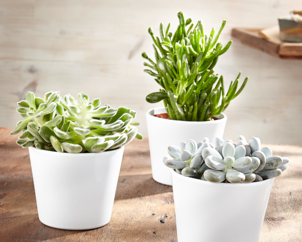  SUCCULENTE POT 14 CM  code EAN 3666737005229 