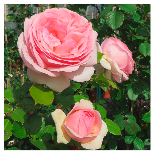  ROSIER GRANDES FLEURS POT 2 LITRES  code EAN 3666737006714 