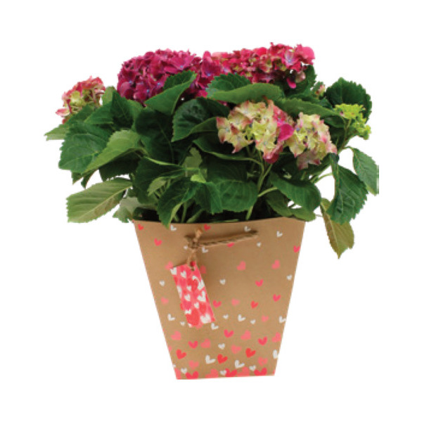  PLANTE FLEURIE PRÊTE À OFFRIR code EAN 3666737007117 