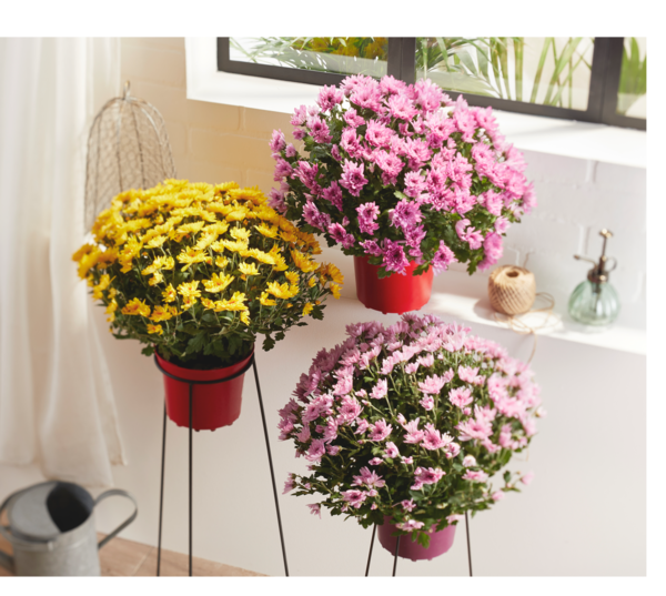  CHRYSANTHÈME POMPON POT COULEUR 17 CM UNICOLORE  code EAN 3666737008442 