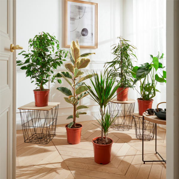  PLANTE VERTE POT 21 CM  code EAN 3666737009135 