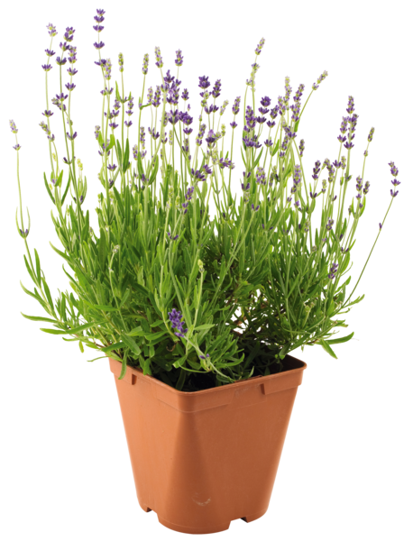  LAVANDE POT 14 CM  code EAN 3666737009302 