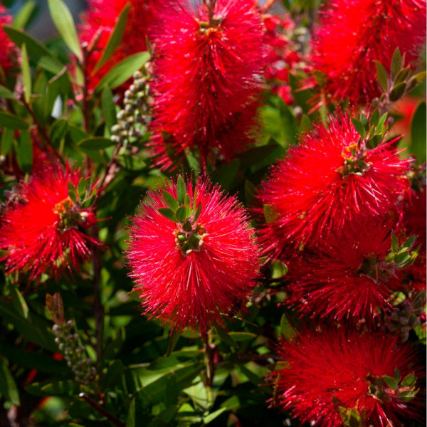  CALLISTEMON POT 17 CM  code EAN 3666737009333 