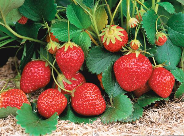  FRAISIER BARQUETTE DE 6 PLANTS  code EAN 3666737009364 